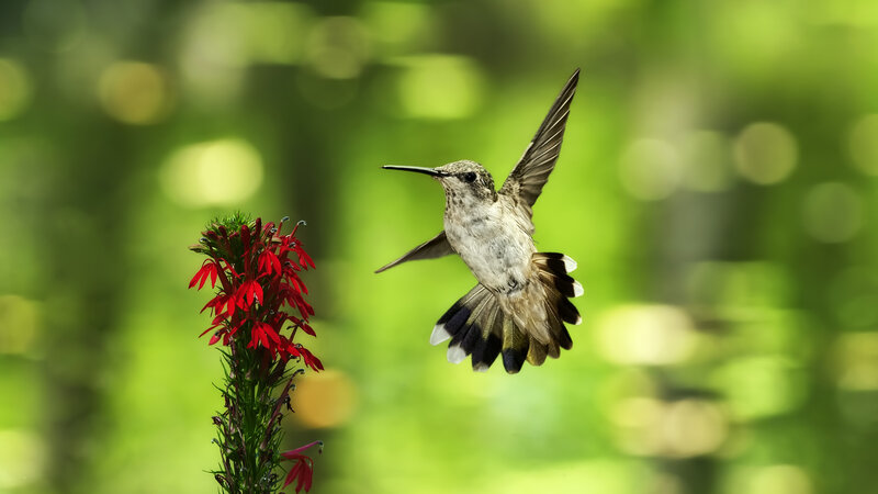 Hummingbird Near Red Flower — Green
