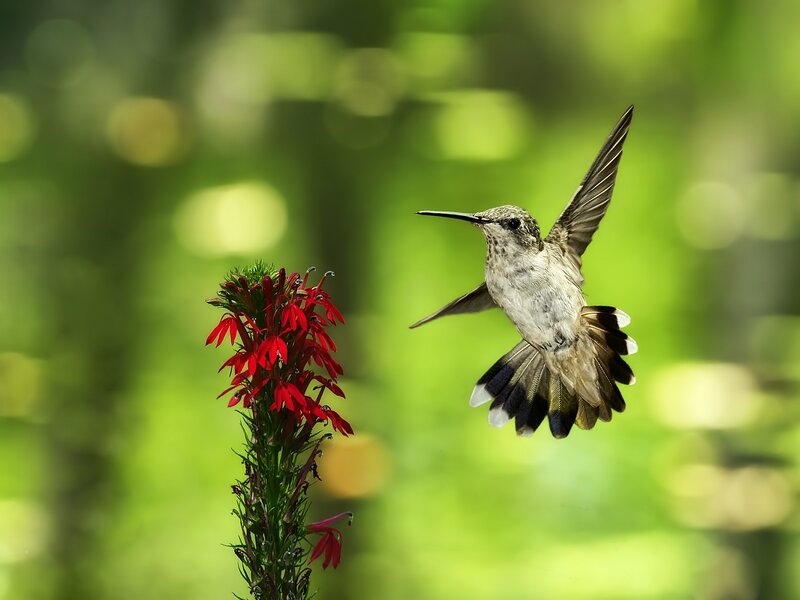 Hummingbird Near Red Flower — Serene