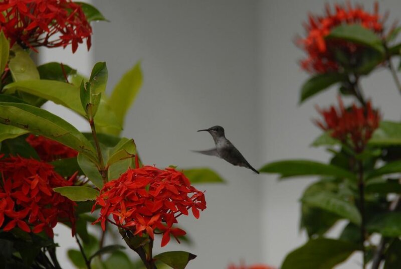 Hummingbird near red flowers