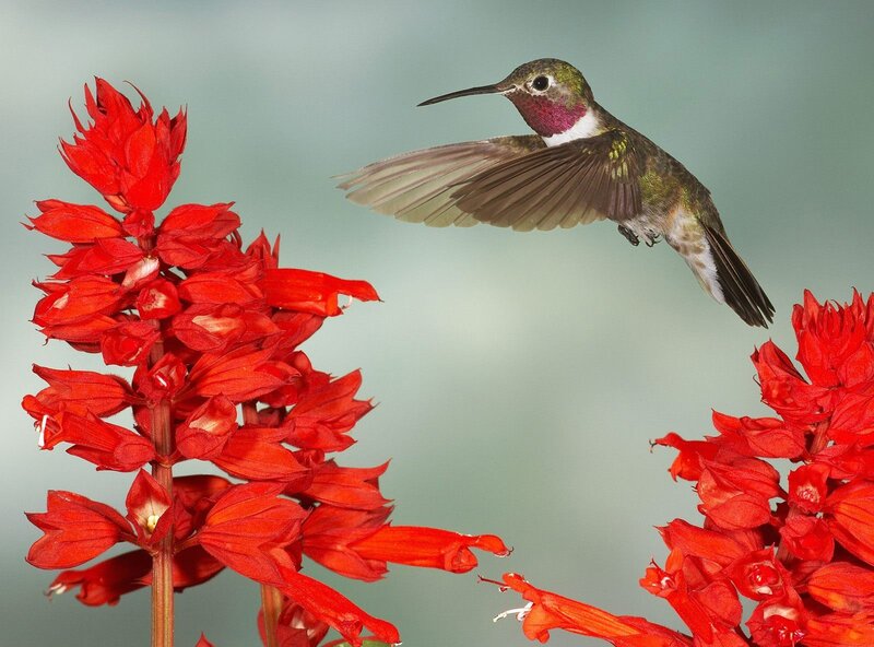 Hummingbird Near Red Flowers — Calm, Photograph, Bird