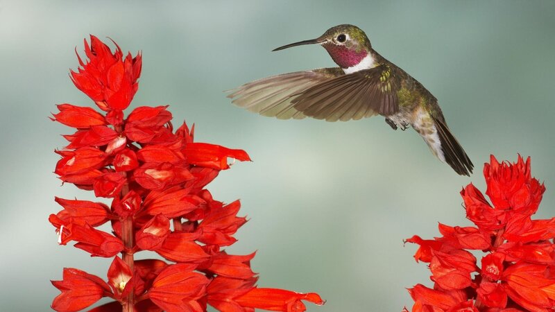 Hummingbird Near Red Flowers — Calm