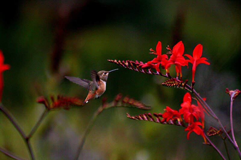Hummingbird Near Red Flowers — Serene