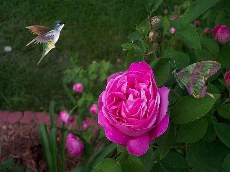 Hummingbird Near Rose