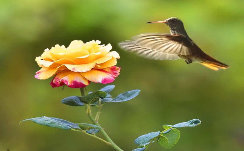Hummingbird Near Rose — Yellow, Serene