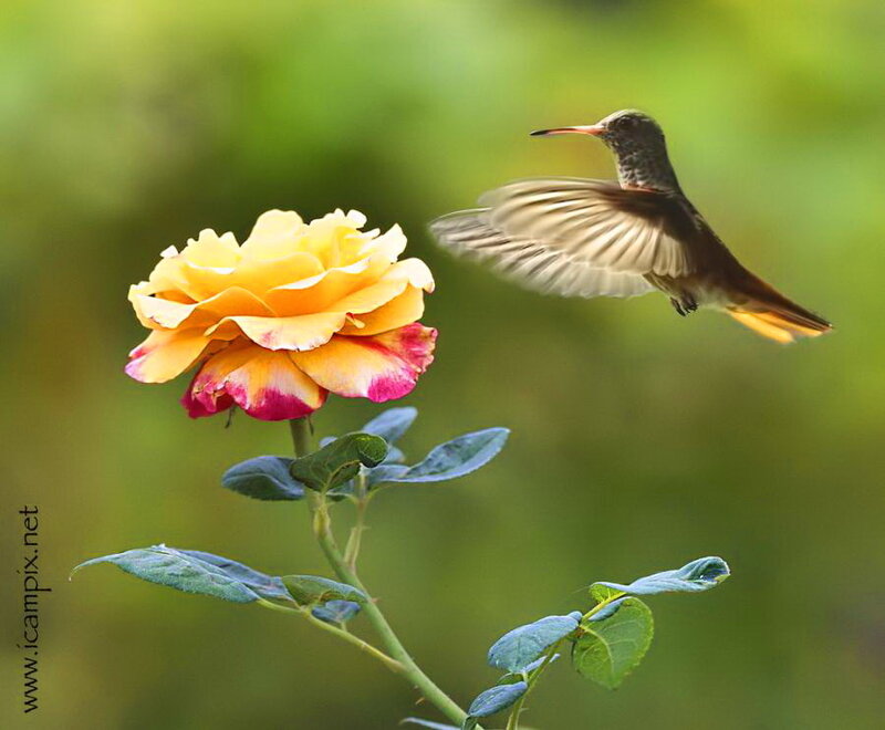 Hummingbird Near Rose — Yellow