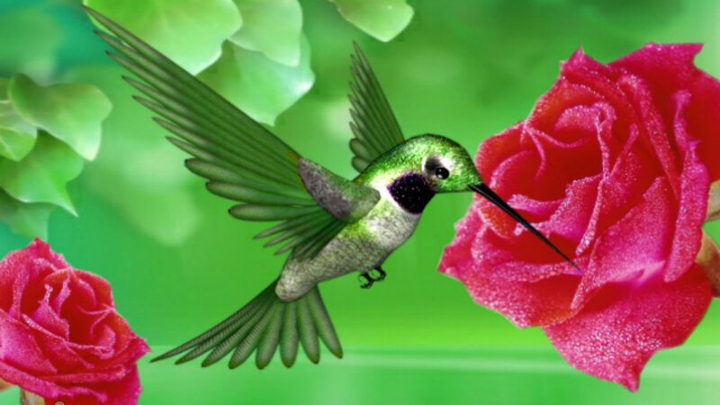 Hummingbird Near Roses — Green