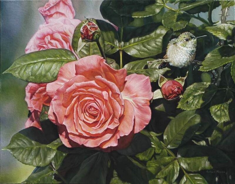 Hummingbird Near Roses — Pink, Serene