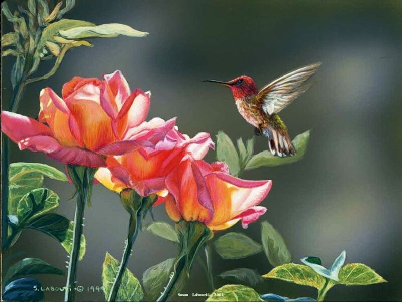 Hummingbird Near Roses — Pink