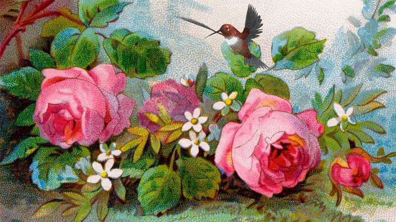 Hummingbird Near Roses