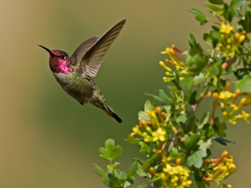 hummingbird near yellow flowers
