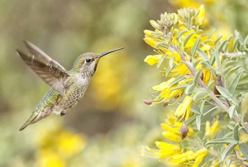 Hummingbird Near Yellow Flowers — Calm