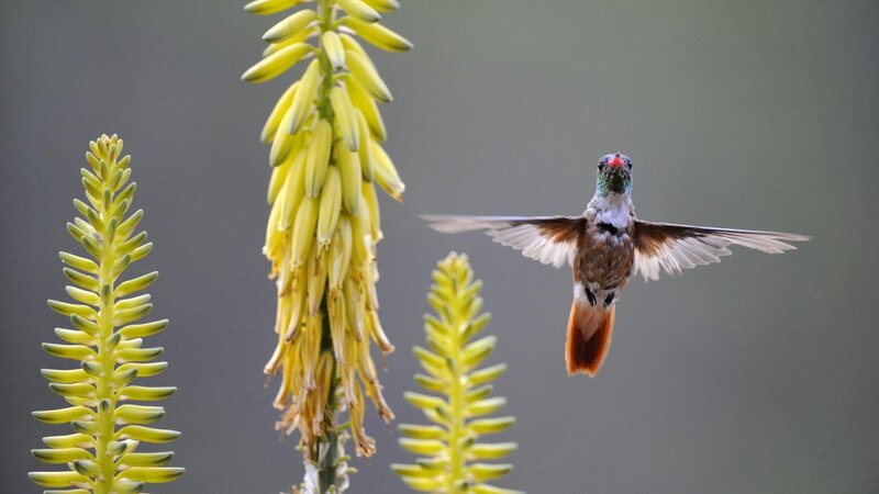 hummingbird near yellow flowers