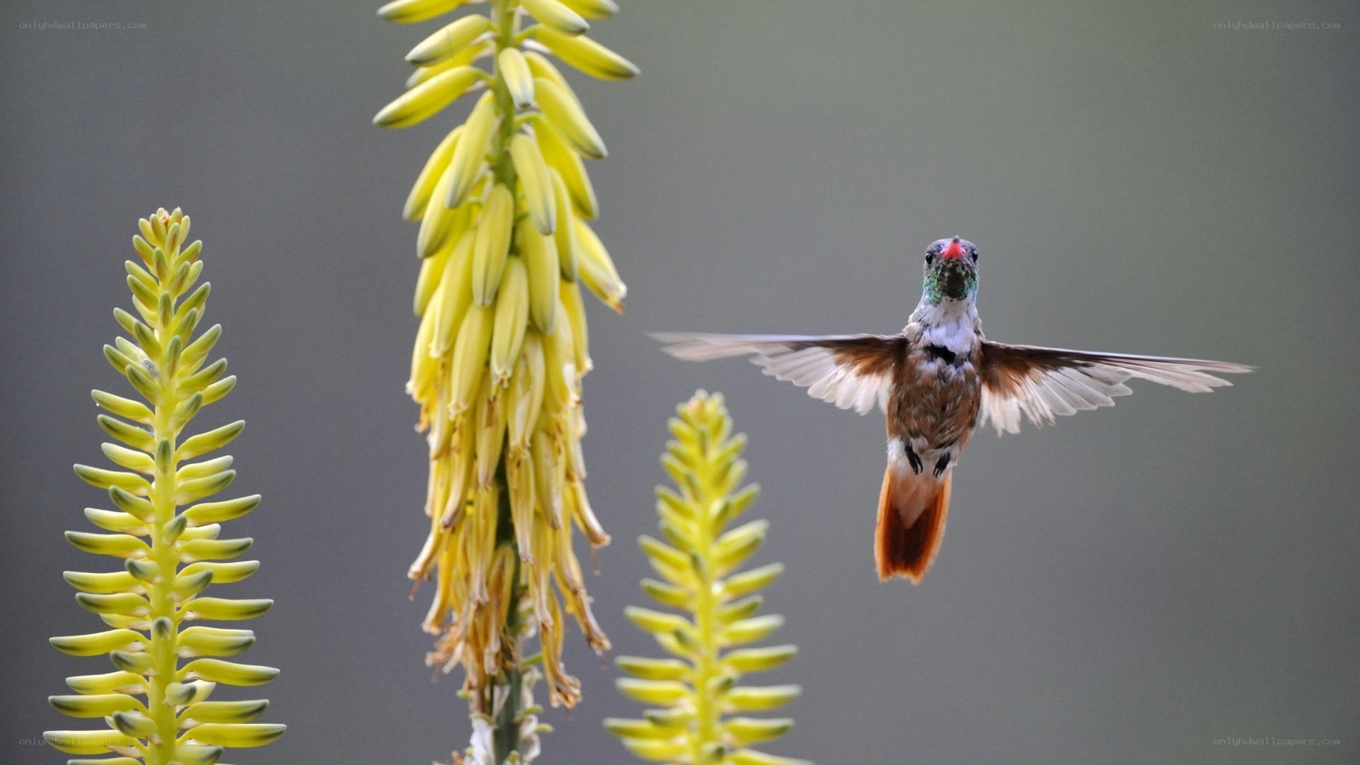 hummingbird near yellow flowers