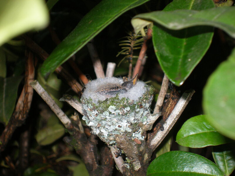 Hummingbird Nest with Chicks