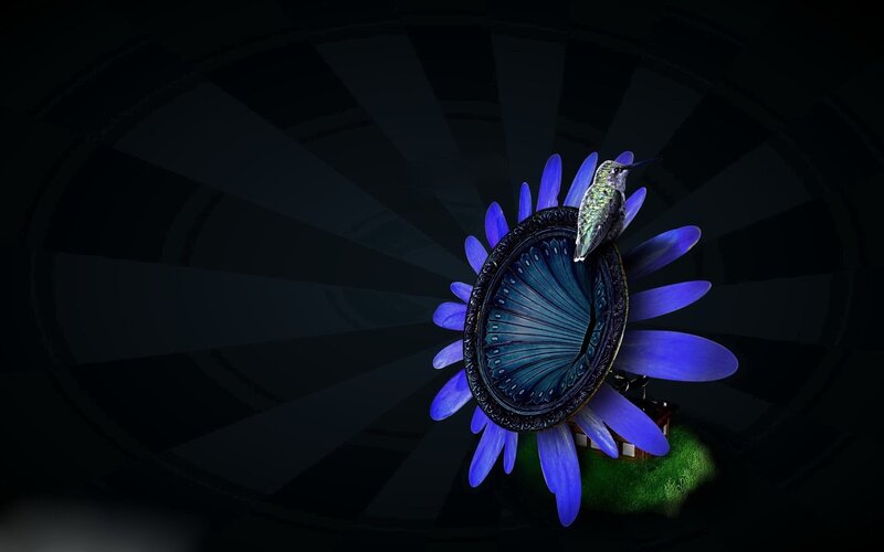 hummingbird on a blue flower