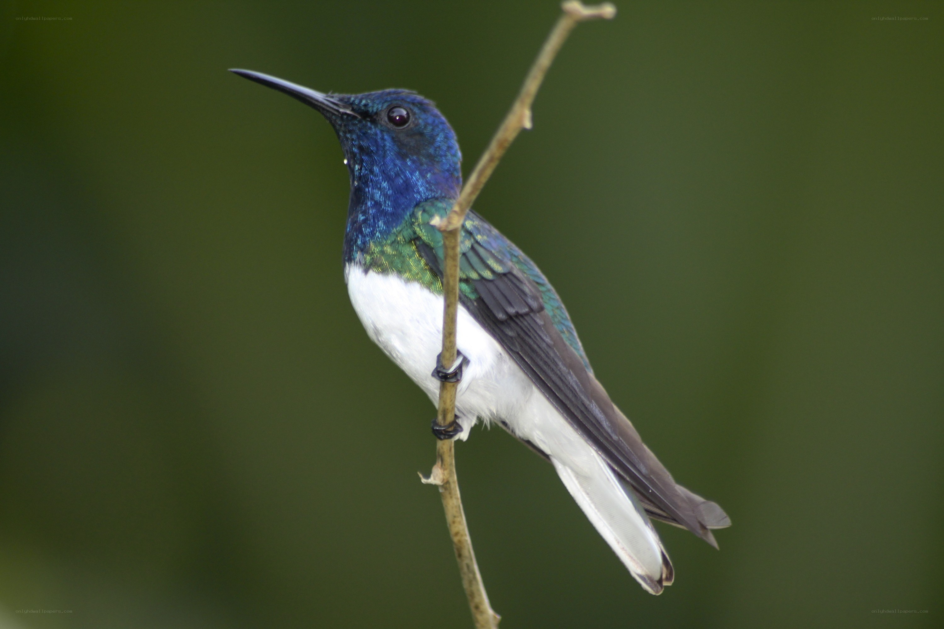 hummingbird on a branch