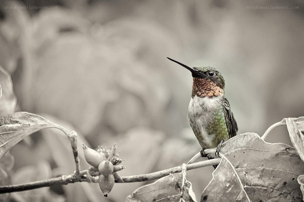 hummingbird on a branch