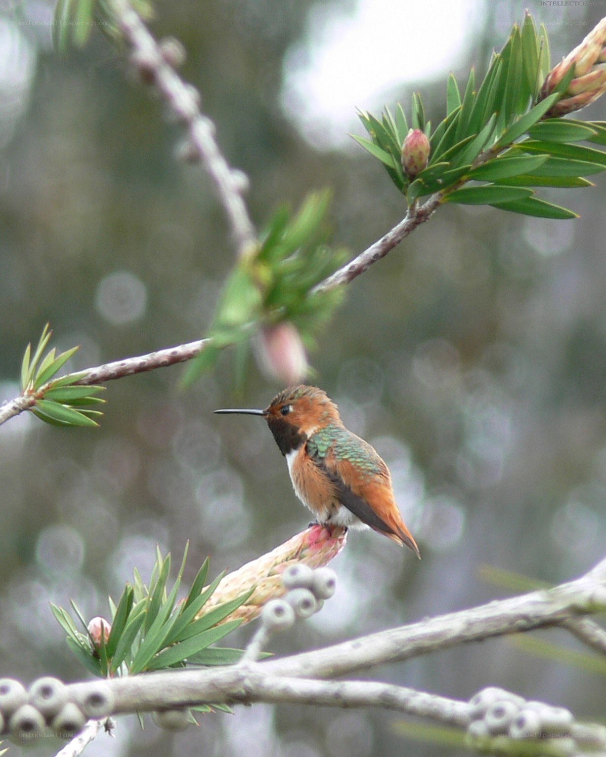 hummingbird on a branch