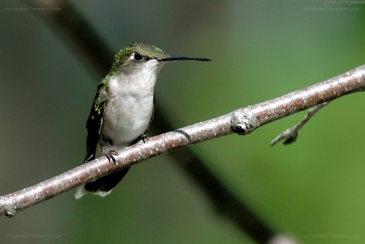 hummingbird on a branch