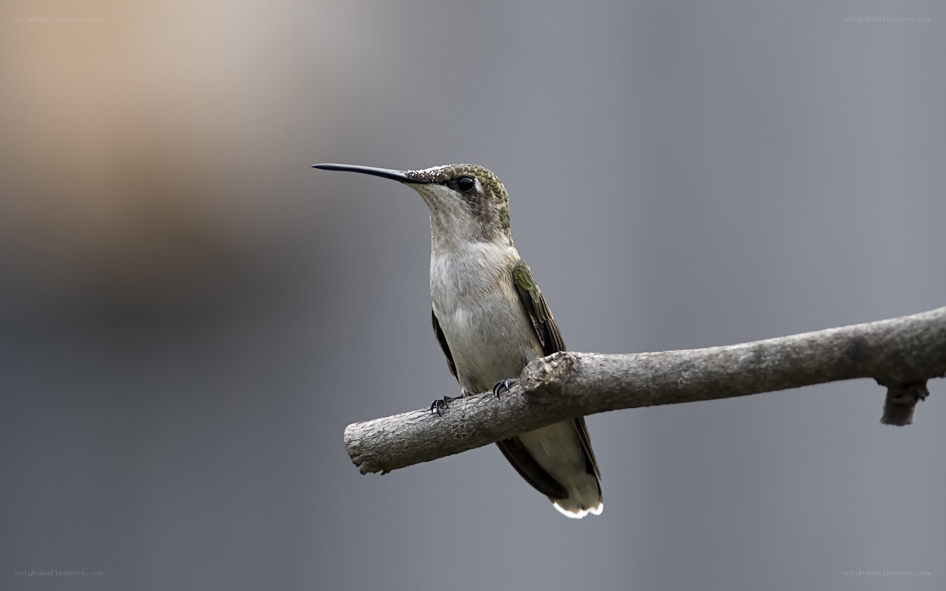 hummingbird on a branch