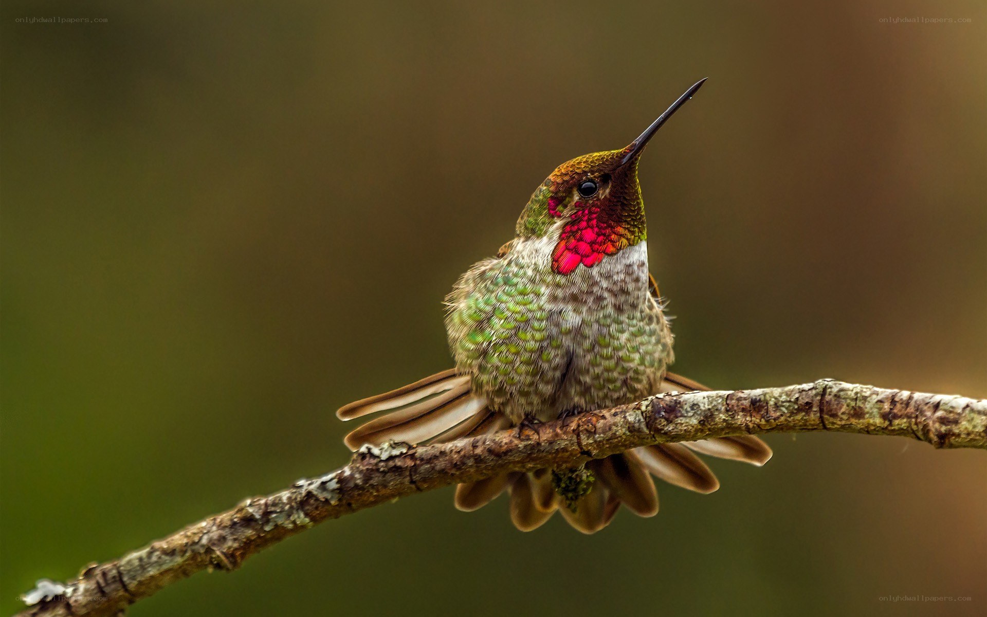 hummingbird on a branch