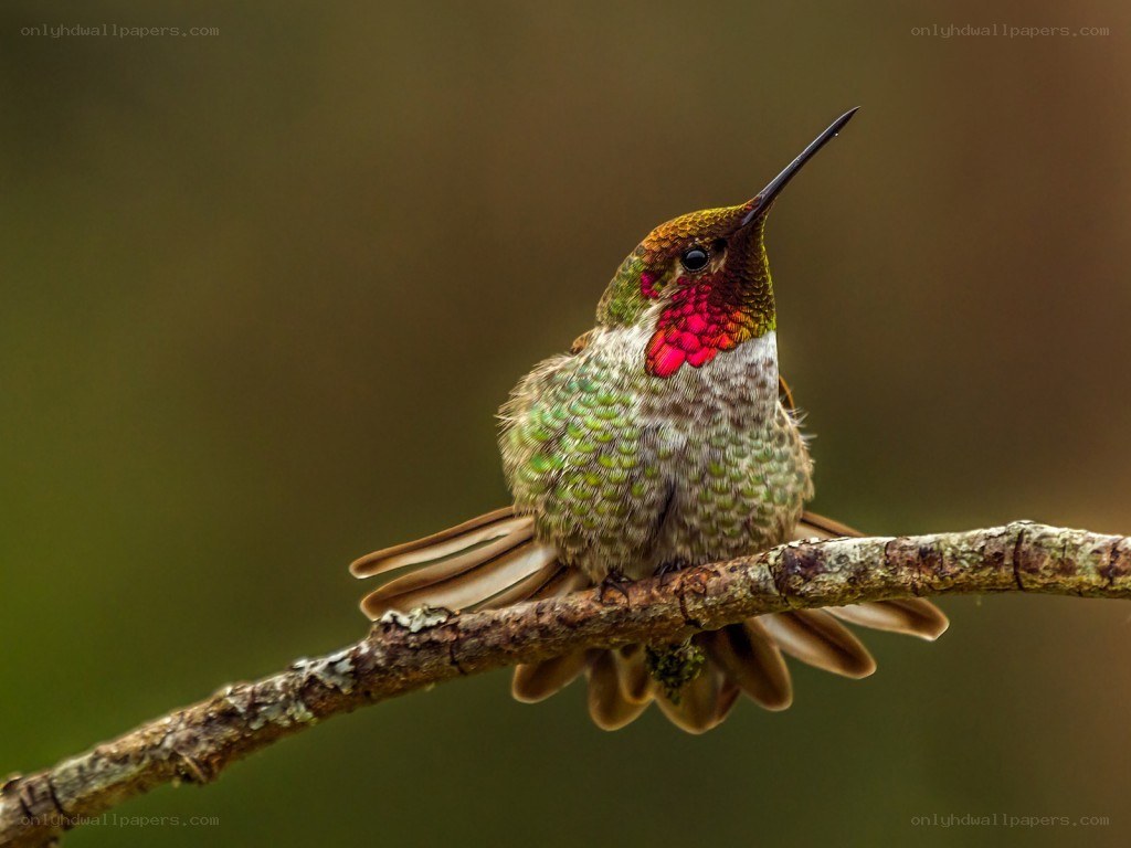 hummingbird on a branch