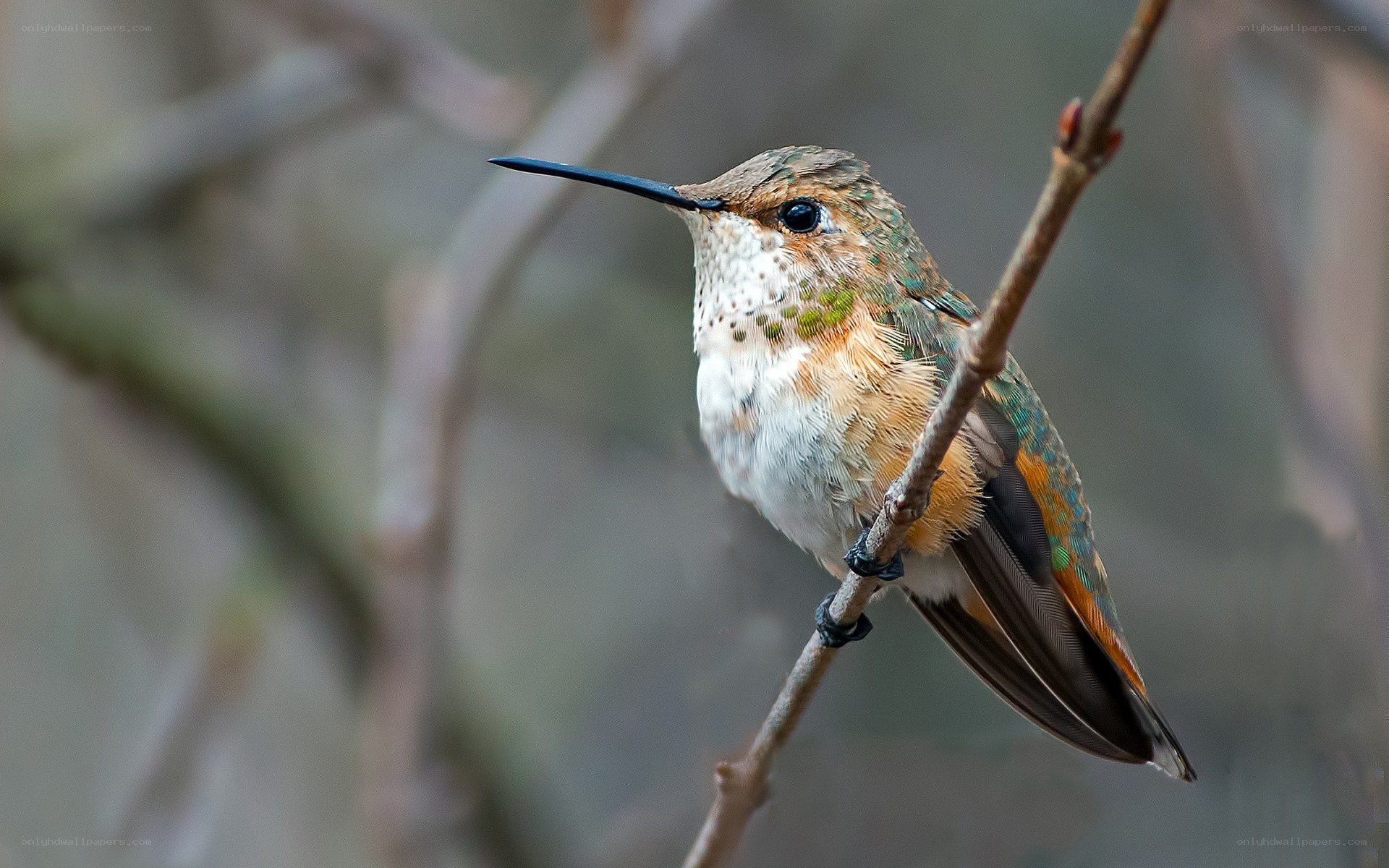 hummingbird on a branch