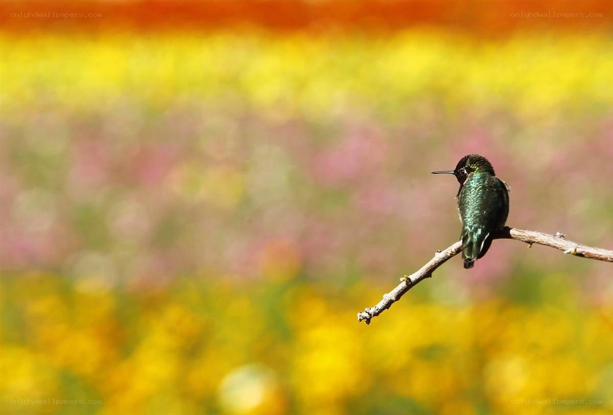 Hummingbird on a branch