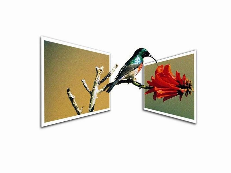hummingbird on a branch