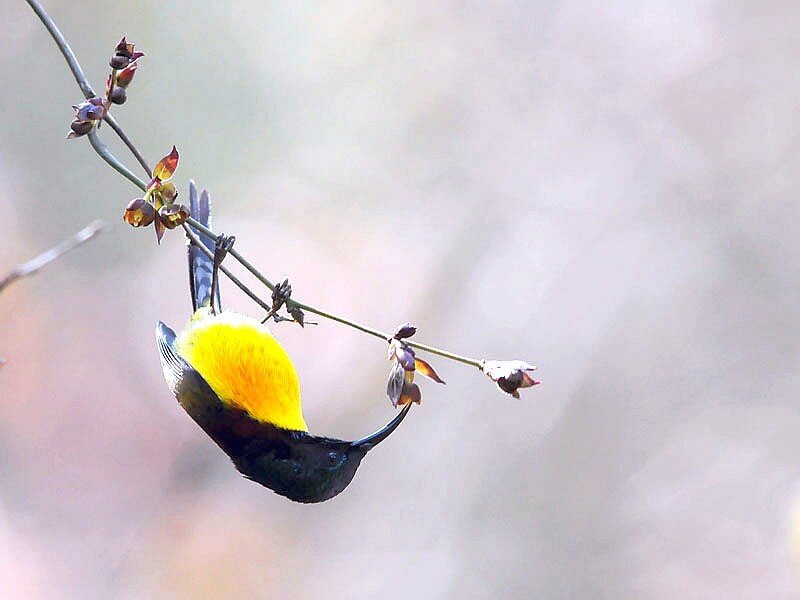 hummingbird on a branch