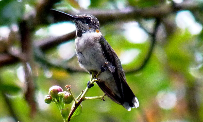 hummingbird on a branch