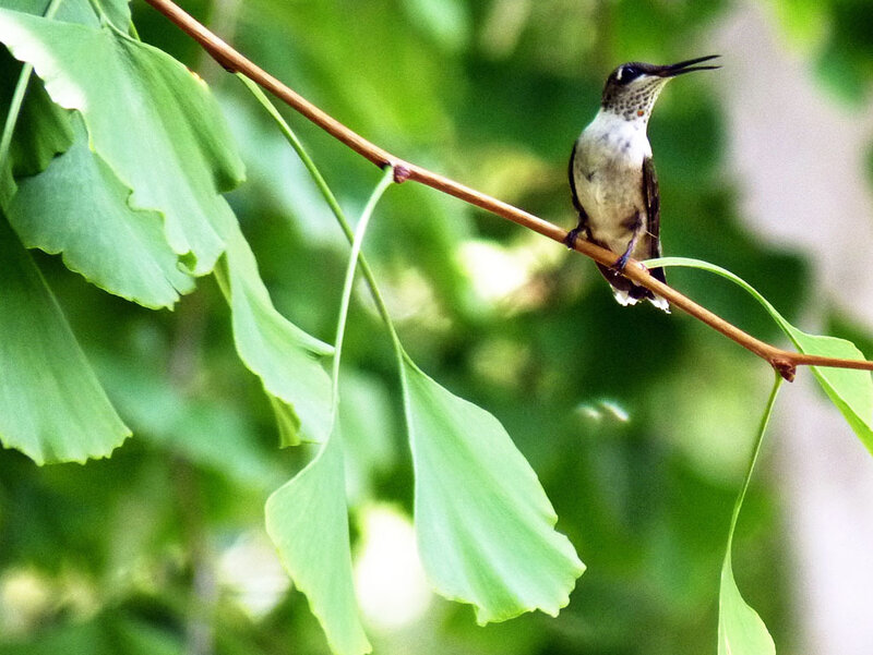 hummingbird on a branch