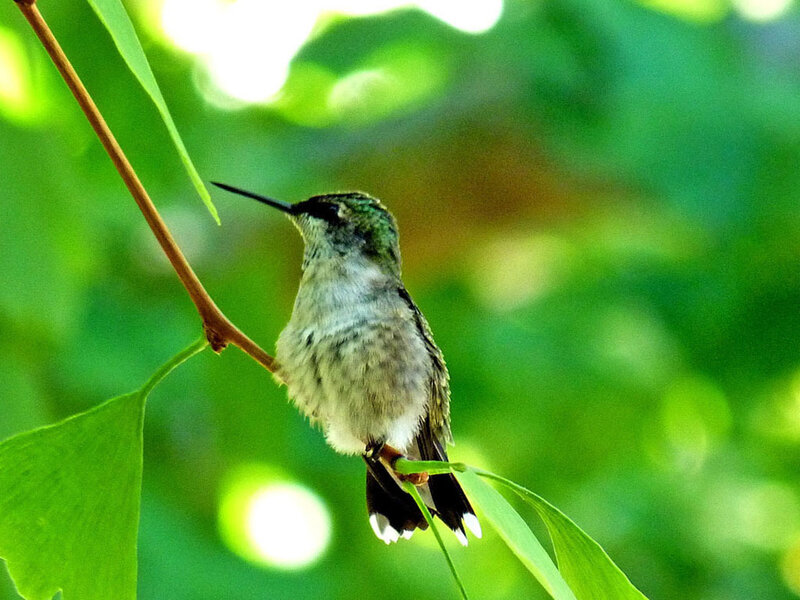 hummingbird on a branch