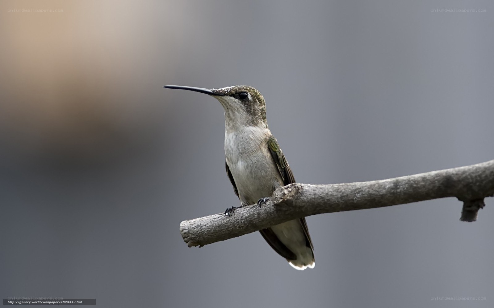 hummingbird on a branch
