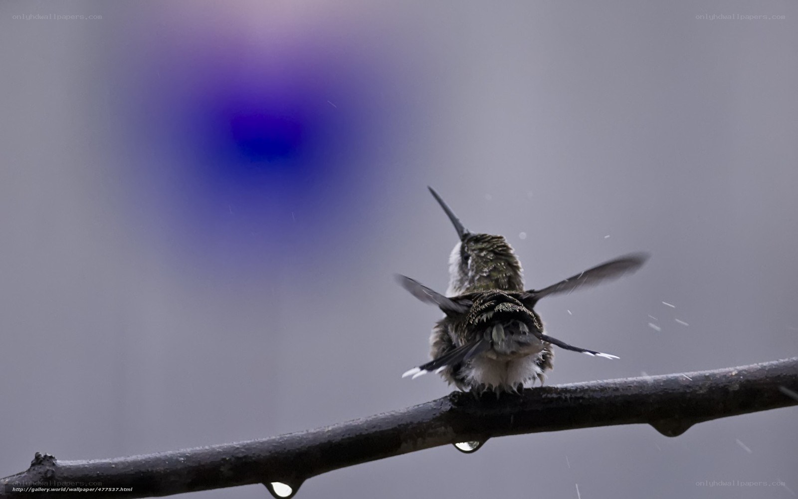 hummingbird on a branch