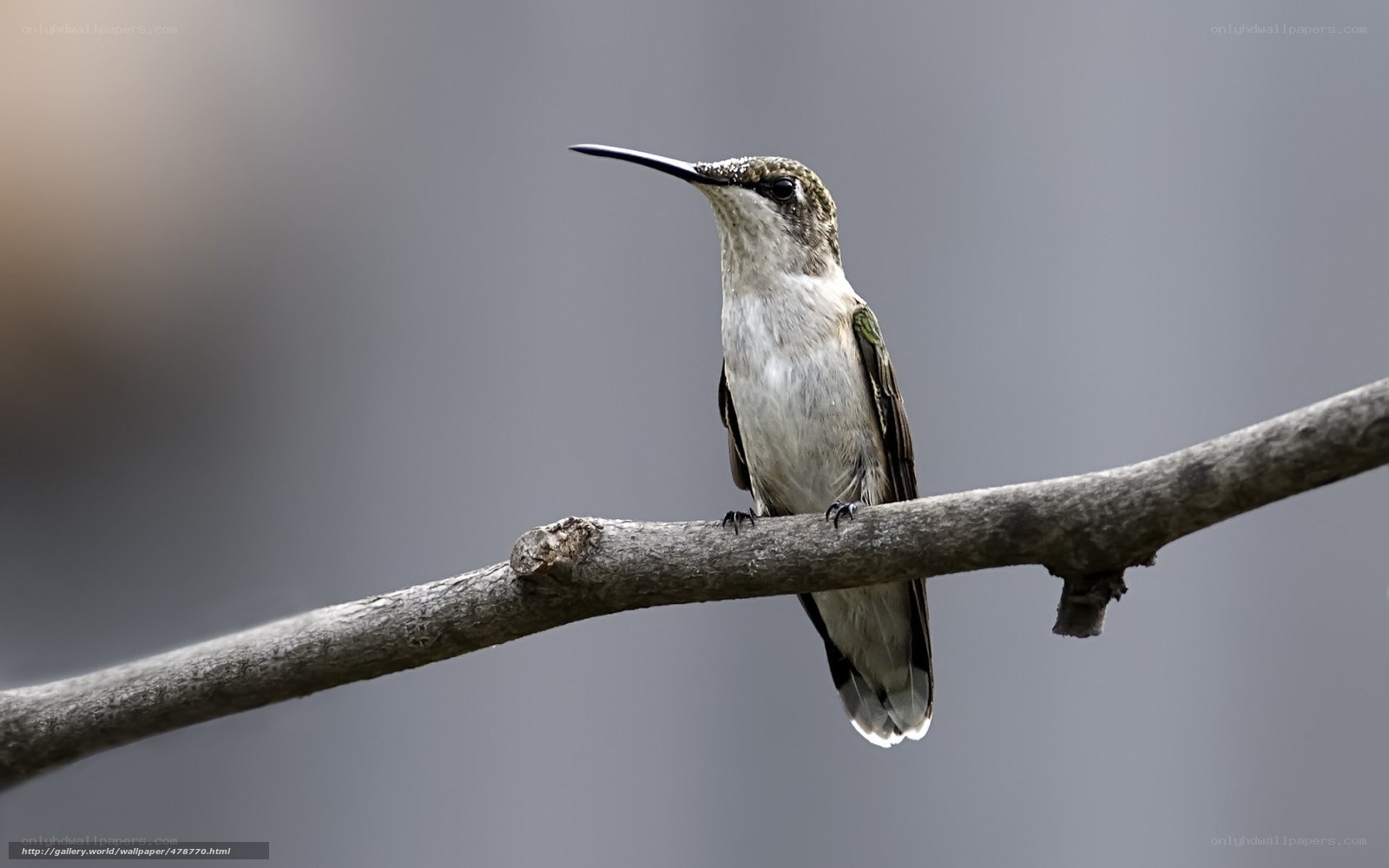 hummingbird on a branch