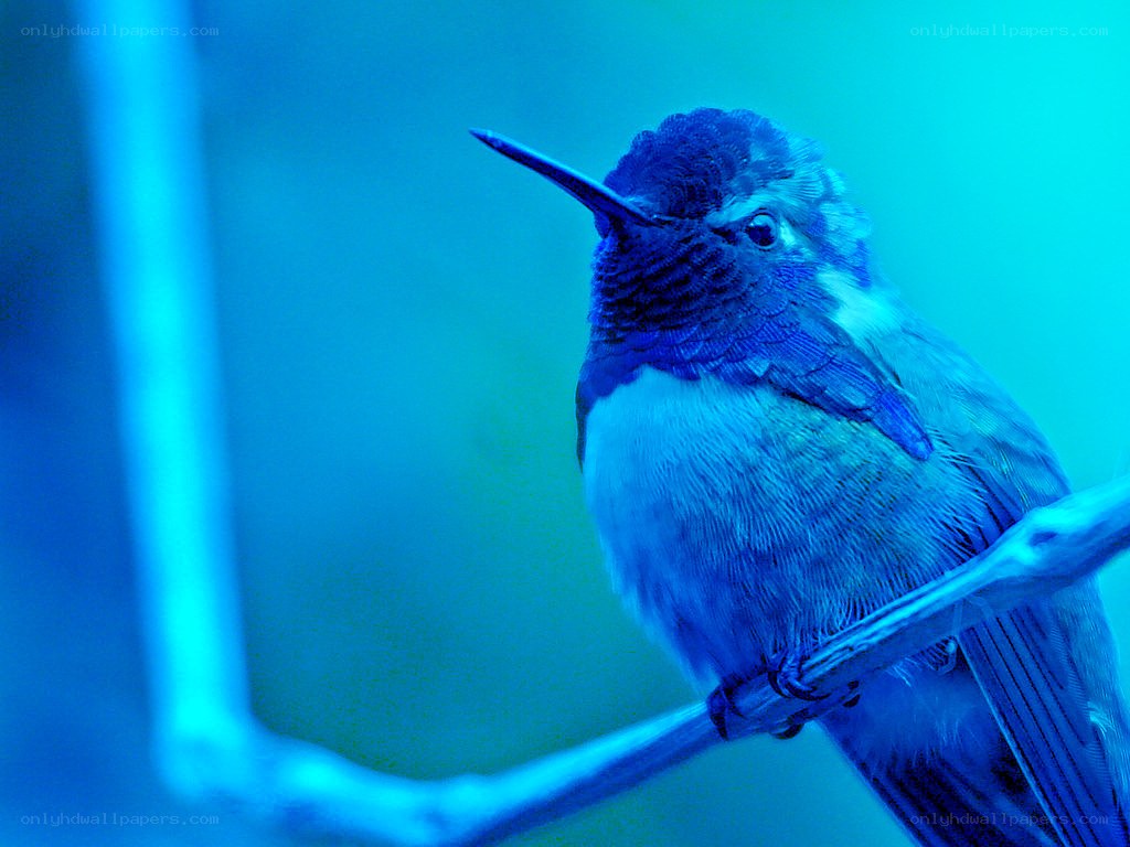 hummingbird on a branch