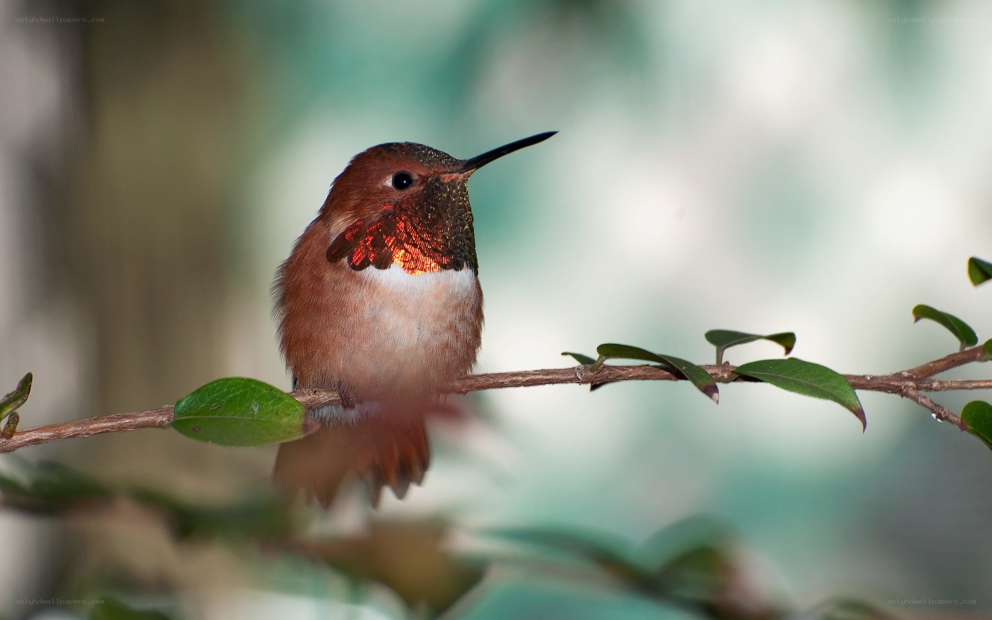 Hummingbird on a branch
