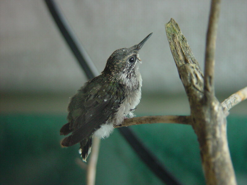 hummingbird on a branch