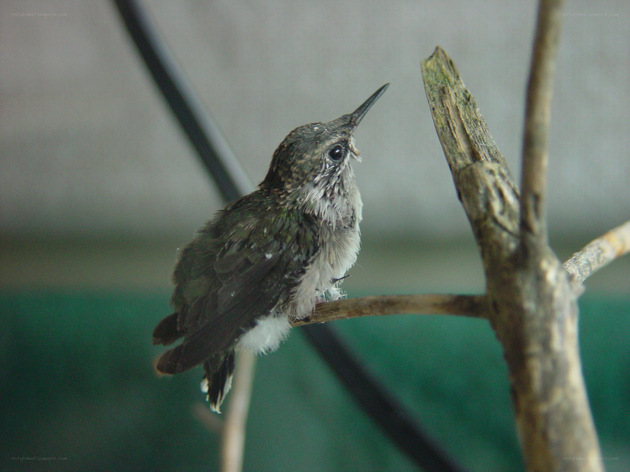 hummingbird on a branch