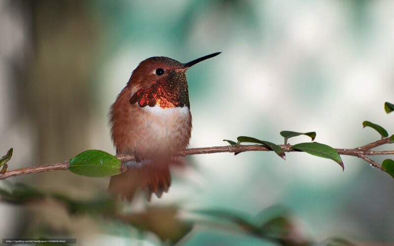 hummingbird on a branch