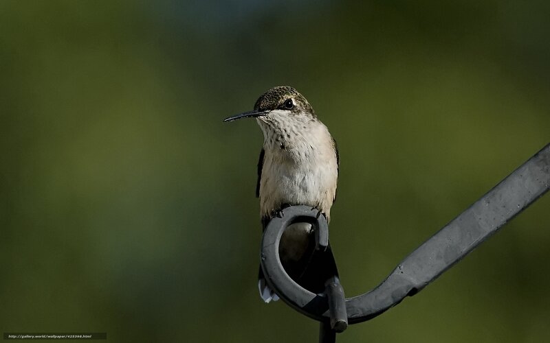 hummingbird on a feeder