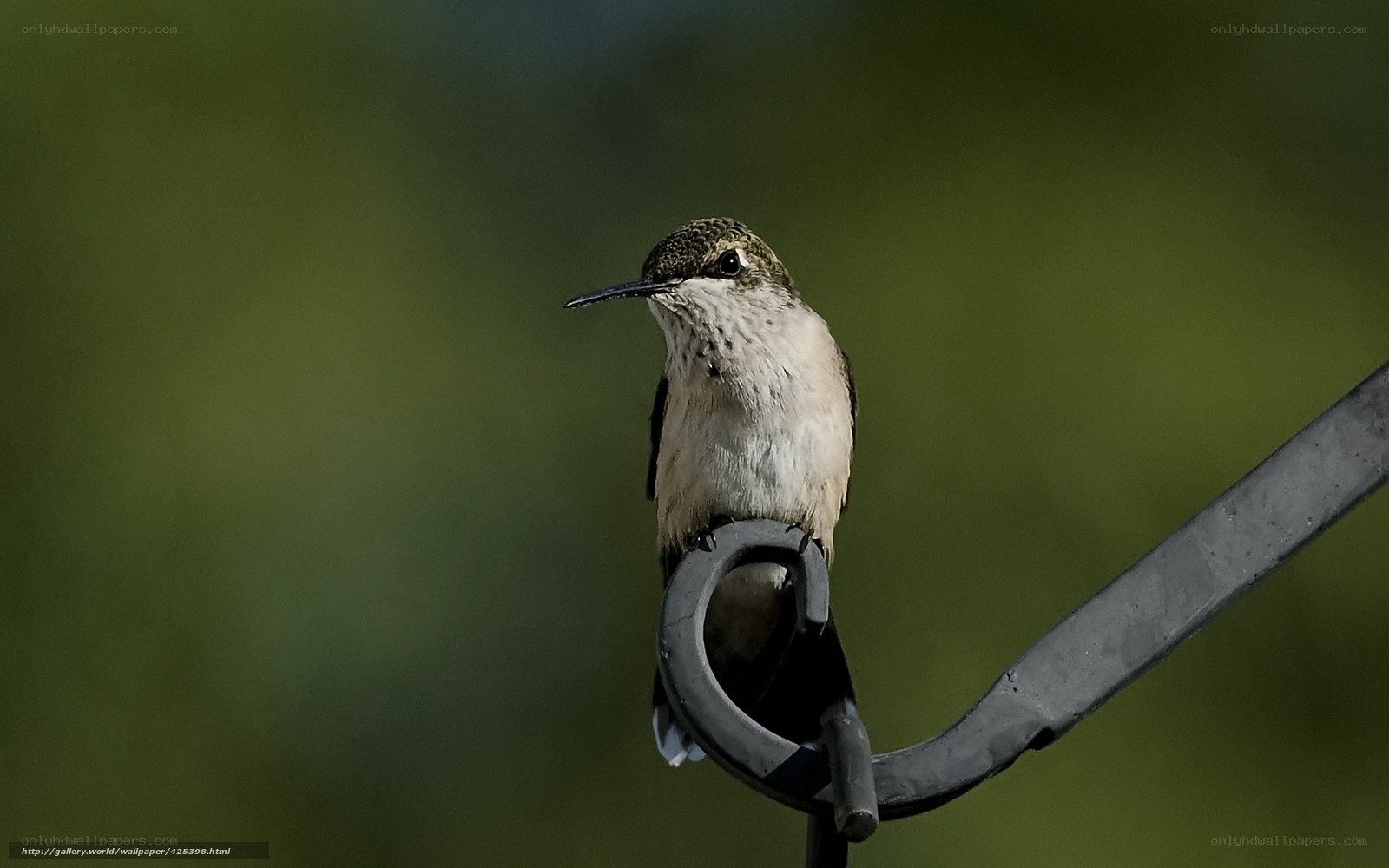 hummingbird on a feeder