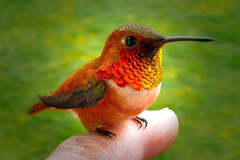 hummingbird on a finger