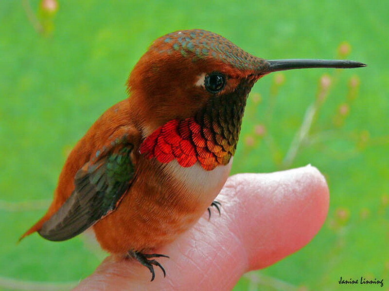 hummingbird on a finger