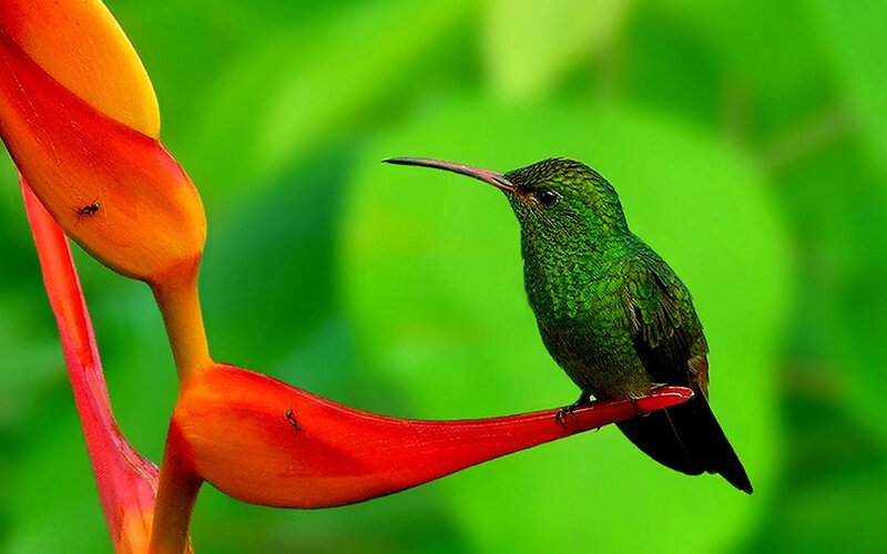 Hummingbird on a flower