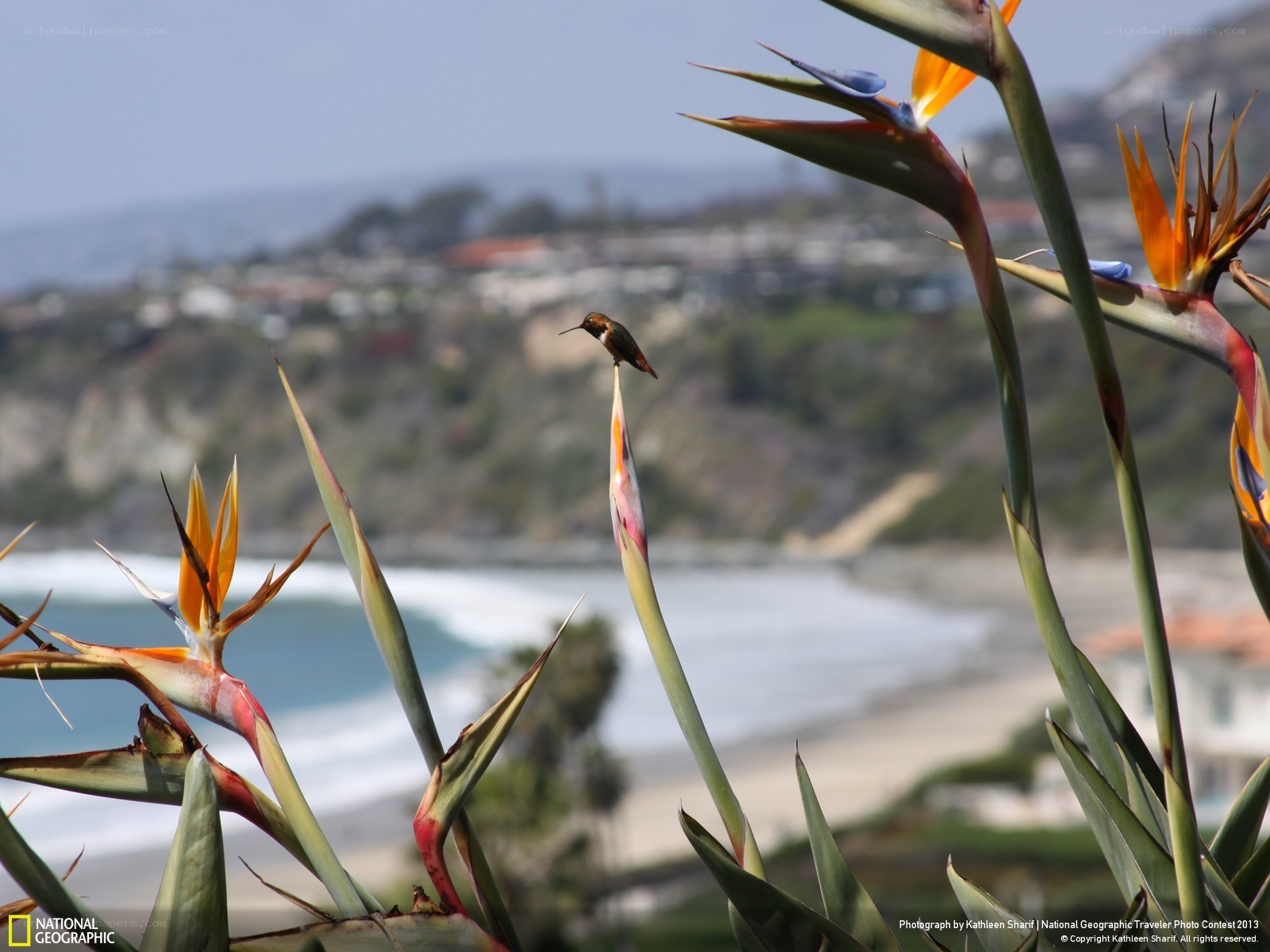 Hummingbird on a flower