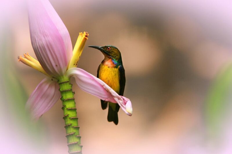 hummingbird on a flower