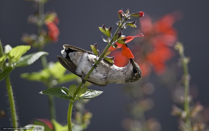 hummingbird on a flower