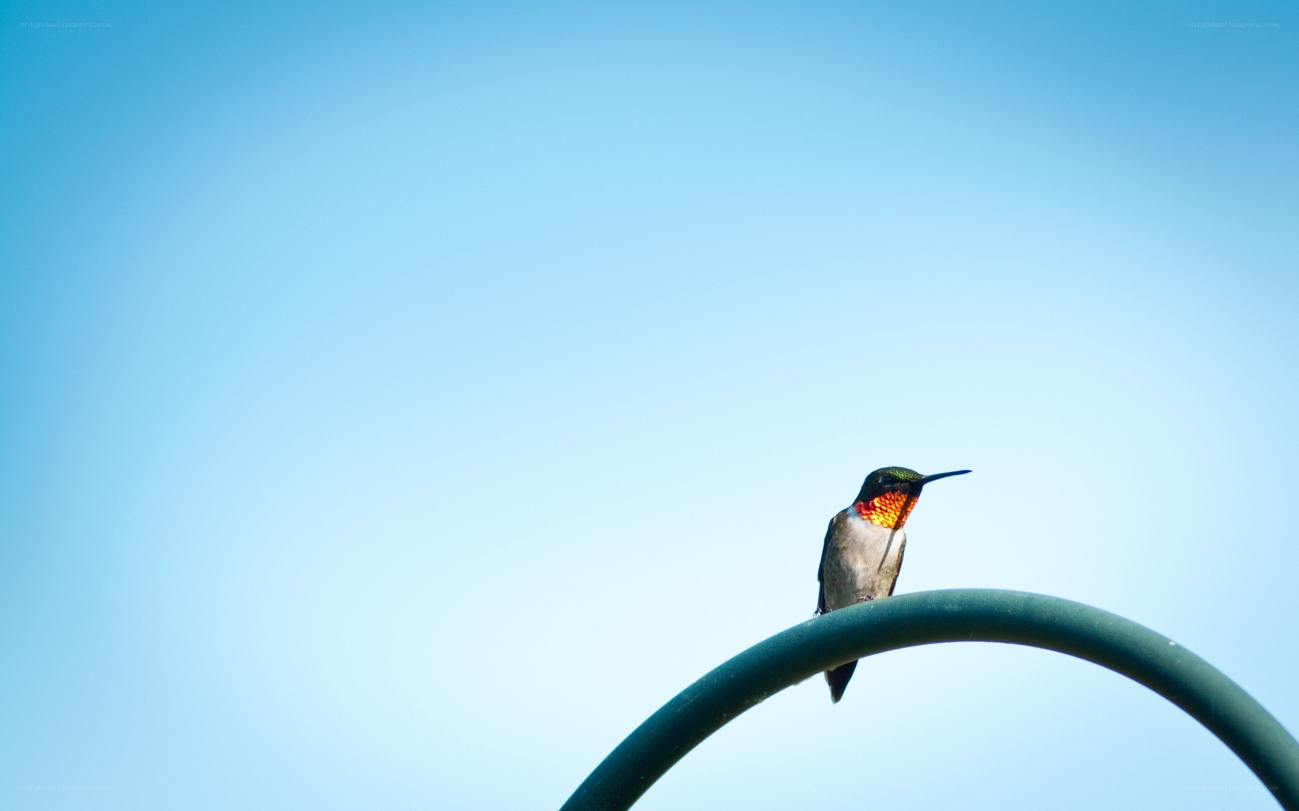 hummingbird on a green pipe